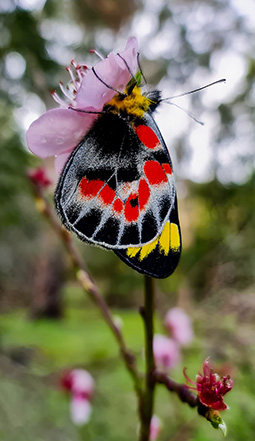 Butterfly at Grampians Paradise Camping and Caravan Parkland