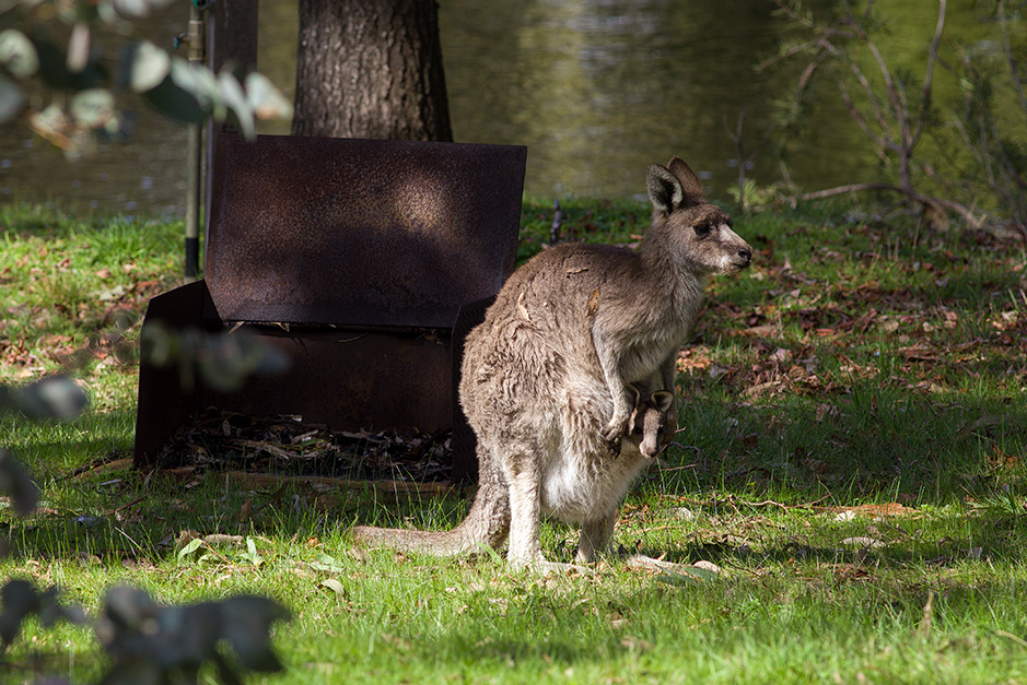 Kangaroo and Joey in pouch at Grampians Paradise Camping and Caravan Parkland