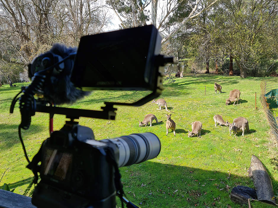 Filming and Photographing Kangaroos at Grampians Paradise Camping and Caravan Parkland