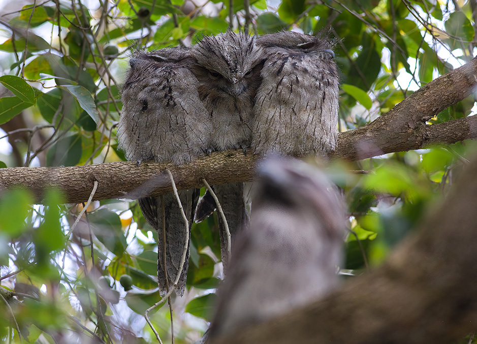 Tawny Frogmouth family from spring 2022 at Grampians Paradise Camping and Caravan Parkland