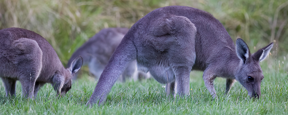 Kangaroos grazing the Parkland Sites at Grampians Camping and Caravan Parkland