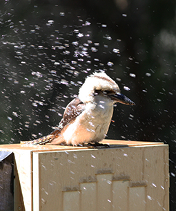 One of the camping ground kookaburras taking an inadvertent shower at the Lakeside Sites at Grampians Paradise Camping and Caravan Parkland