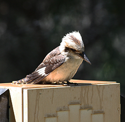 One of the camping ground kookaburras trying to work what just happened after taking an inadvertent shower at the Lakeside Sites at Grampians Paradise Camping and Caravan Parkland