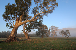 Up to 500 year old River Red Gum Trees at sunrise on Redman Farm beside Grampians Paradise Camping and Caravan Parkland