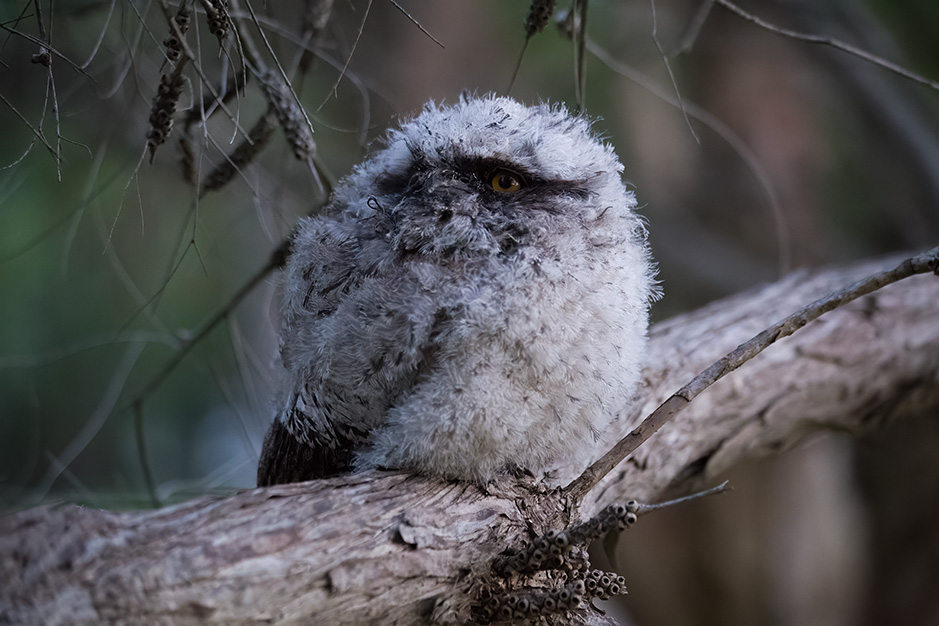 Tawny frogmouth fledgling chick low in one of the melaleuca trees near the camp kitchen at Grampians Paradise Camping and Caravan Parkland