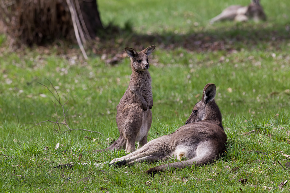 Mum and joey eastern grey kangaroo on the Lakeside area at Grampians Paradise Camping and Caravan Parkland