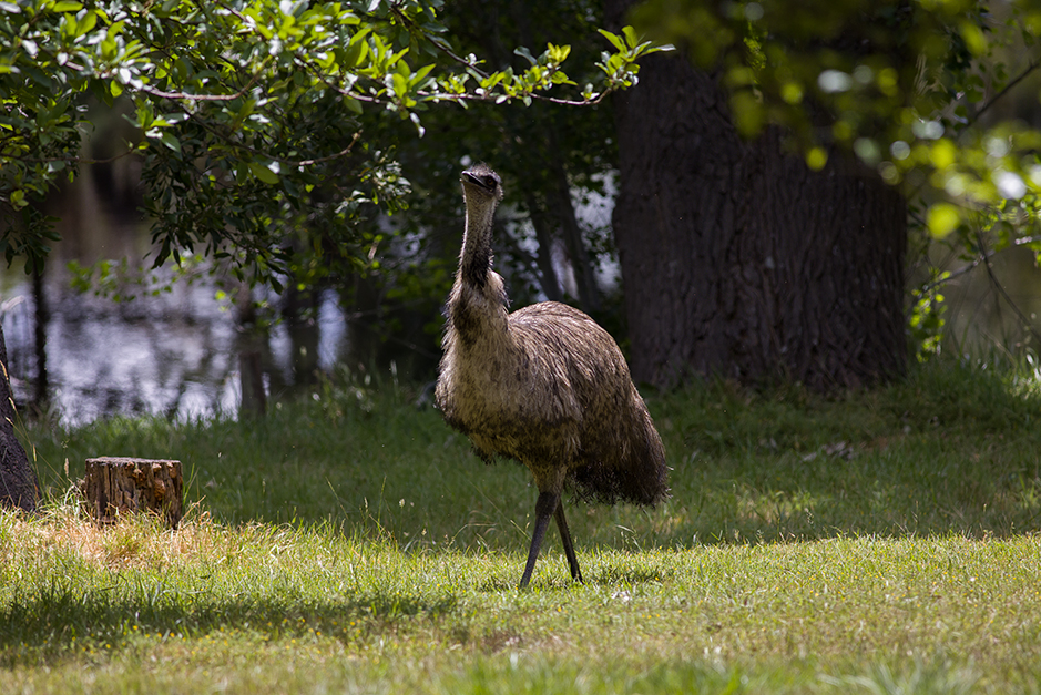 This emu is regular summer and autumn visitor to Grampians Paradise Camping and Caravan Parkland