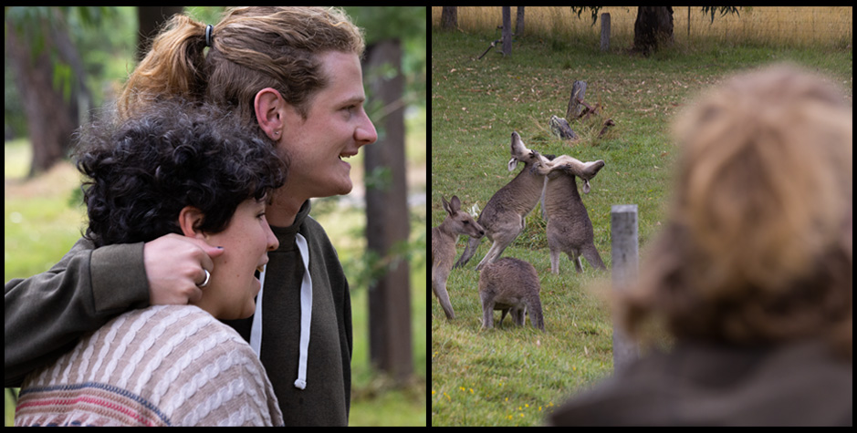 watching male eastern grey kangaroos fight on an Exclusive Wildlife Stay at Grampians Paradise Camping and Caravan Parkland