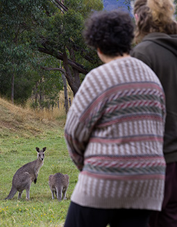 watching eastern grey kangaroos feeding in the early evening on an Exclusive Wildlife Stay at Grampians Paradise Camping and Caravan Parkland