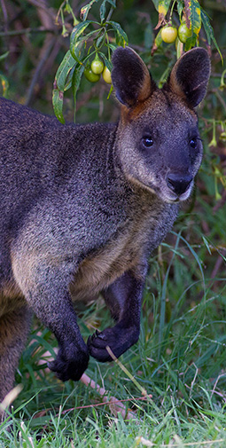Swamp Wallaby watch us watching him on an Exclusive Wildlife Stay at Grampians Paradise Camping and Caravan Parkland