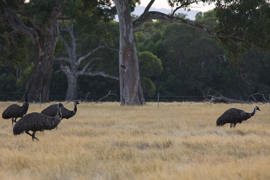 Four of the 20 or so emus seen on an Exclusive Wildlife Stay that choose to live on Redman Farm beside Grampians Paradise Camping and Caravan Parkland