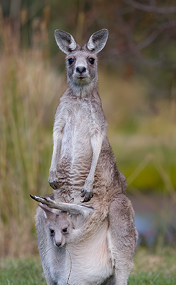 Kangaroos mum with her joey in the pouch on Parkland 9 camping site at Grampians Paradise Camping and Caravan Parkland