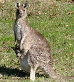 Kangaroo with joey in pouch at Grampians Paradise Camping and Caravan Parkland