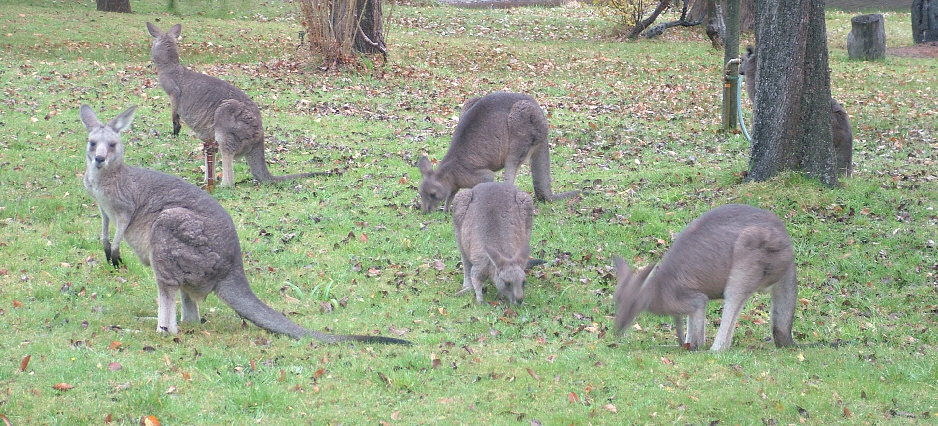 Sometimes kangaroos can be seen grazing in the camping ground right beside the camping sites early in the morning, or late evening. This family of kangaroos were right beside the Lakeside Powered sites. Kangaroos grazing right beside the lakeside powered camping sites at Grampians Paradise Camping and Caravan Parkland