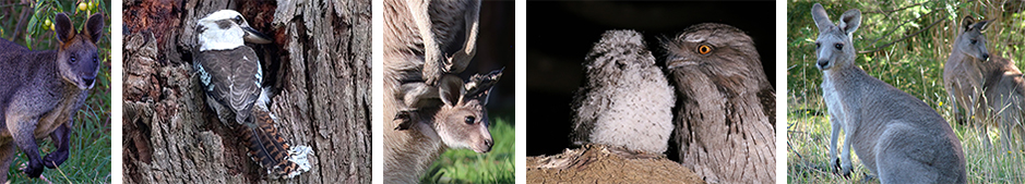 Australian native wildlife often seen at Grampians Paradise particularly if you are participating in an Exclusive Wildlife Stay